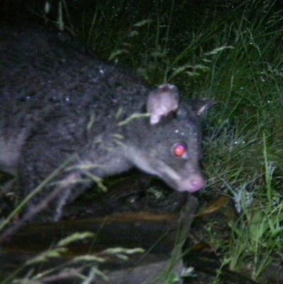 Trichosurus vulpecula (Common Brushtail Possum) at Namadgi National Park - 7 Dec 2020 by ChrisHolder