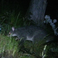 Trichosurus vulpecula at Mount Clear, ACT - 7 Dec 2020 11:50 AM