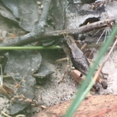 Phaulacridium vittatum (Wingless Grasshopper) at Farrer, ACT - 13 Dec 2020 by Tapirlord