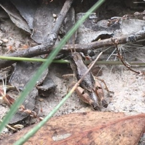 Phaulacridium vittatum at Farrer, ACT - 13 Dec 2020