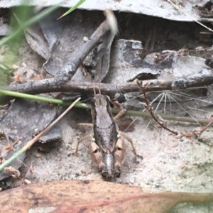 Phaulacridium vittatum at Farrer, ACT - 13 Dec 2020