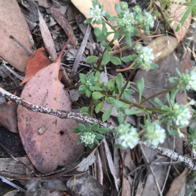 Poranthera microphylla (Small Poranthera) at Farrer Ridge - 12 Dec 2020 by Tapirlord