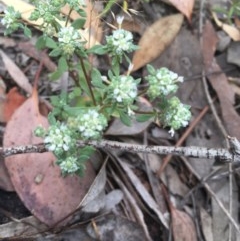 Poranthera microphylla at Farrer, ACT - 13 Dec 2020