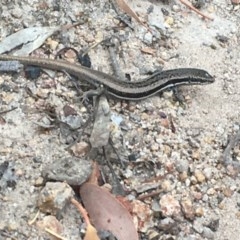 Morethia boulengeri (Boulenger's Skink) at Isaacs, ACT - 13 Dec 2020 by Tapirlord