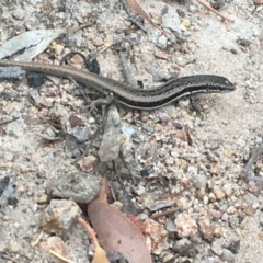 Morethia boulengeri (Boulenger's Skink) at Farrer Ridge - 12 Dec 2020 by Tapirlord