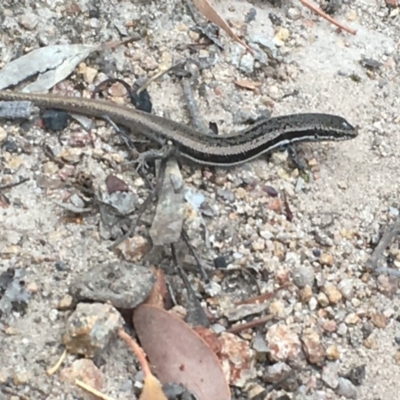 Morethia boulengeri (Boulenger's Skink) at Isaacs, ACT - 13 Dec 2020 by Tapirlord