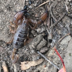 Urodacus manicatus at Farrer, ACT - 13 Dec 2020