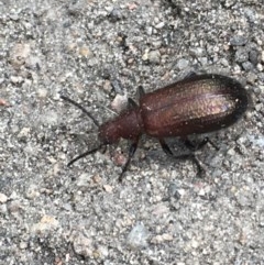 Lagriini sp. (tribe) (Unidentified lagriine darkling beetle) at Farrer, ACT - 12 Dec 2020 by Tapirlord