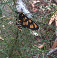 Amata (genus) (Handmaiden Moth) at Farrer, ACT - 13 Dec 2020 by Tapirlord