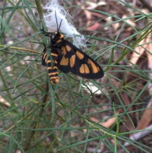 Amata (genus) at Farrer, ACT - 13 Dec 2020