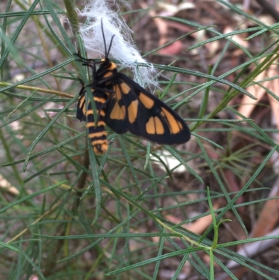 Amata (genus) (Handmaiden Moth) at Farrer, ACT - 13 Dec 2020 by Tapirlord