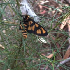 Amata (genus) (Handmaiden Moth) at Farrer, ACT - 12 Dec 2020 by Tapirlord