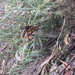 Amata (genus) at Farrer, ACT - 13 Dec 2020