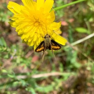 Ocybadistes walkeri at Murrumbateman, NSW - 13 Dec 2020