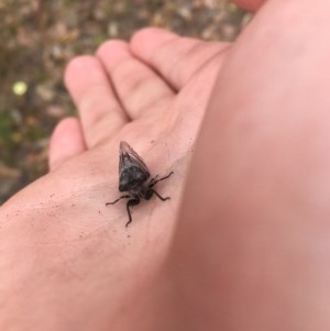 Atrapsalta furcilla at Farrer, ACT - 13 Dec 2020