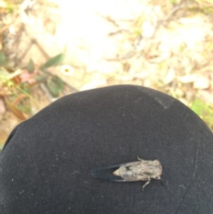 Atrapsalta furcilla at Farrer, ACT - 13 Dec 2020