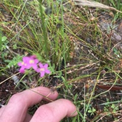 Centaurium erythraea (Common Centaury) at Farrer, ACT - 12 Dec 2020 by Tapirlord