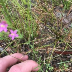 Centaurium erythraea at Farrer, ACT - 13 Dec 2020