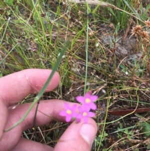 Centaurium erythraea at Farrer, ACT - 13 Dec 2020