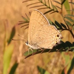 Jalmenus icilius (Amethyst Hairstreak) at Kambah, ACT - 13 Dec 2020 by MichaelBedingfield