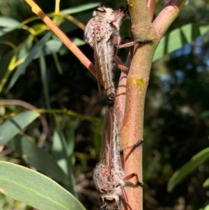 Neoaratus hercules at Murrumbateman, NSW - 13 Dec 2020