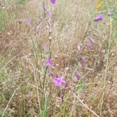 Arthropodium fimbriatum (Nodding Chocolate Lily) at Mount Majura - 12 Dec 2020 by MAX