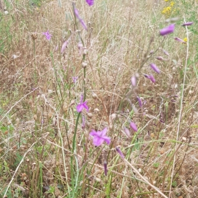 Arthropodium fimbriatum (Nodding Chocolate Lily) at Watson, ACT - 12 Dec 2020 by MPW