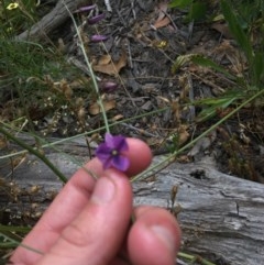 Arthropodium fimbriatum (Nodding Chocolate Lily) at Farrer Ridge - 13 Dec 2020 by Tapirlord