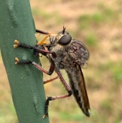 Neoaratus hercules (Herculean Robber Fly) at Murrumbateman, NSW - 5 Dec 2020 by SimoneC