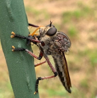 Neoaratus hercules (Herculean Robber Fly) at Murrumbateman, NSW - 5 Dec 2020 by SimoneC