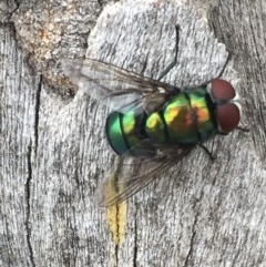 Rutilia sp. (genus) (A Rutilia bristle fly, subgenus unknown) at Tuggeranong DC, ACT - 13 Dec 2020 by Tapirlord