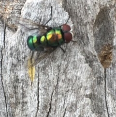 Rutilia sp. (genus) at Tuggeranong DC, ACT - 13 Dec 2020