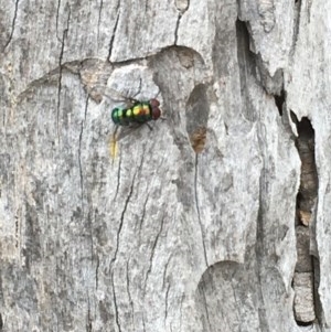 Rutilia sp. (genus) at Tuggeranong DC, ACT - 13 Dec 2020