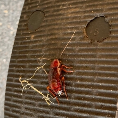 Paratemnopteryx couloniana (A native cockroach) at Murrumbateman, NSW - 5 Dec 2020 by SimoneC