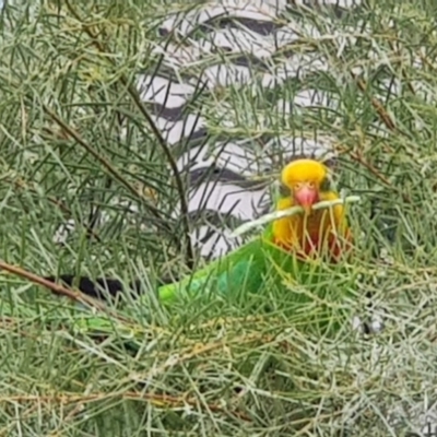 Polytelis swainsonii (Superb Parrot) at Watson, ACT - 29 Nov 2020 by MPW