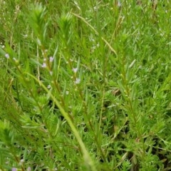 Lythrum hyssopifolia (Small Loosestrife) at Watson, ACT - 12 Dec 2020 by MPW