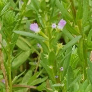 Lythrum hyssopifolia at Watson, ACT - 12 Dec 2020