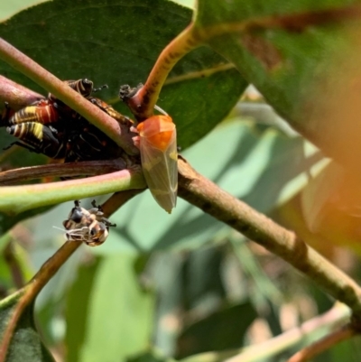 Eurymeloides pulchra (Gumtree hopper) at Murrumbateman, NSW - 13 Dec 2020 by SimoneC