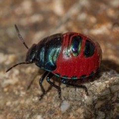 Choerocoris paganus (Ground shield bug) at Burrinjuck Nature Reserve - 13 Dec 2020 by trevsci