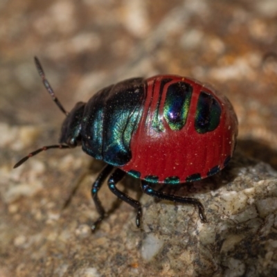 Choerocoris paganus (Ground shield bug) at Burrinjuck, NSW - 13 Dec 2020 by trevsci
