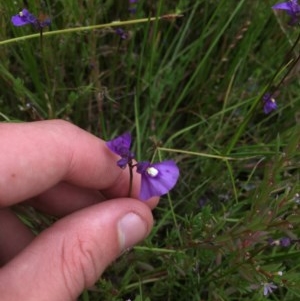 Utricularia dichotoma at Tuggeranong DC, ACT - 13 Dec 2020