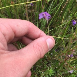 Utricularia dichotoma at Tuggeranong DC, ACT - 13 Dec 2020