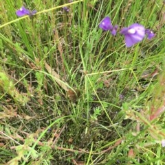 Utricularia dichotoma at Tuggeranong DC, ACT - 13 Dec 2020 11:21 AM