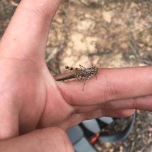 Pycnostictus seriatus at Farrer, ACT - 13 Dec 2020