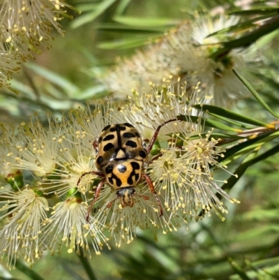 Neorrhina punctatum (Spotted flower chafer) at Murrumbateman, NSW - 13 Dec 2020 by SimoneC