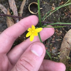 Hypoxis hygrometrica at Wanniassa, ACT - 13 Dec 2020