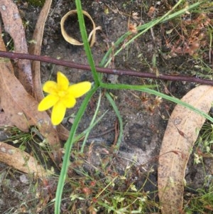 Hypoxis hygrometrica at Wanniassa, ACT - 13 Dec 2020