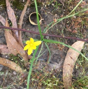 Hypoxis hygrometrica at Wanniassa, ACT - 13 Dec 2020