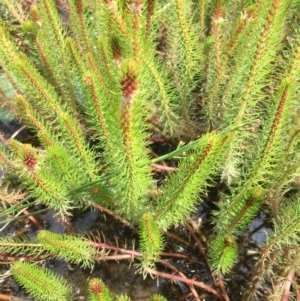 Myriophyllum crispatum at Farrer Ridge - 13 Dec 2020