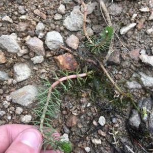 Myriophyllum crispatum at Farrer Ridge - 13 Dec 2020